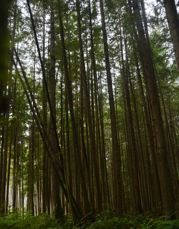 old-growth forest